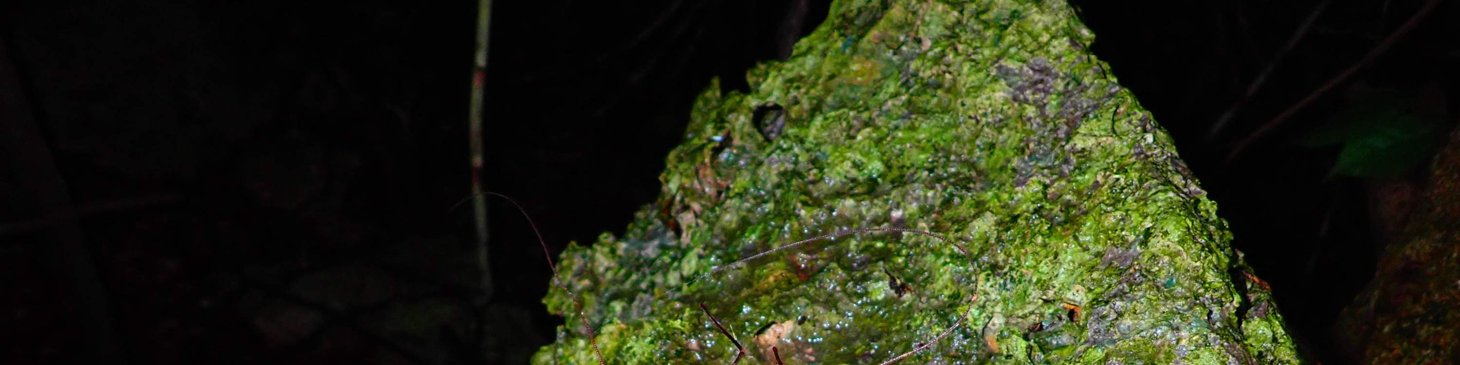 [Miyako Island/Night] Stargazing & Jungle Night Tour